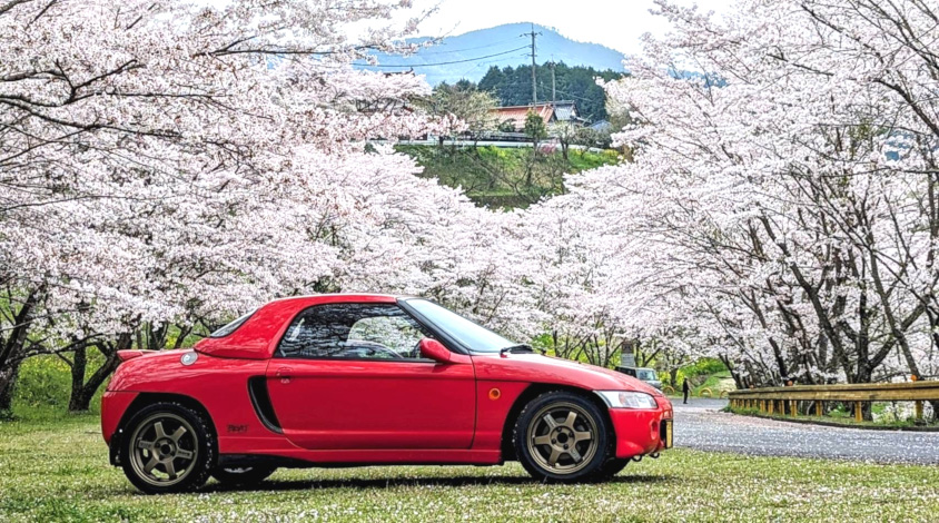 ホンダ・ビートと咲き誇る桜
