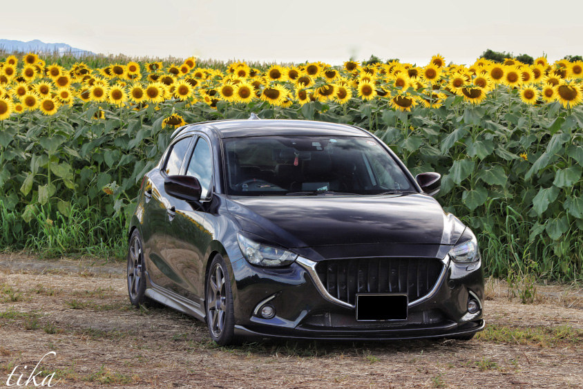 マツダ・デミオとひまわり畑