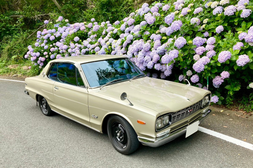 日産・スカイライン(昭和47年式ハコスカ)とアジサイ