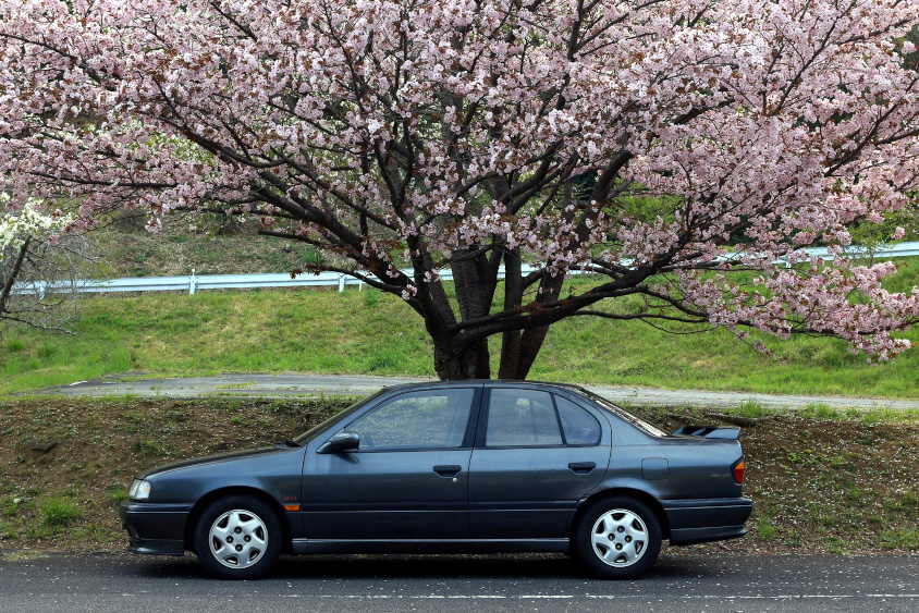 日産・プリメーラと桜