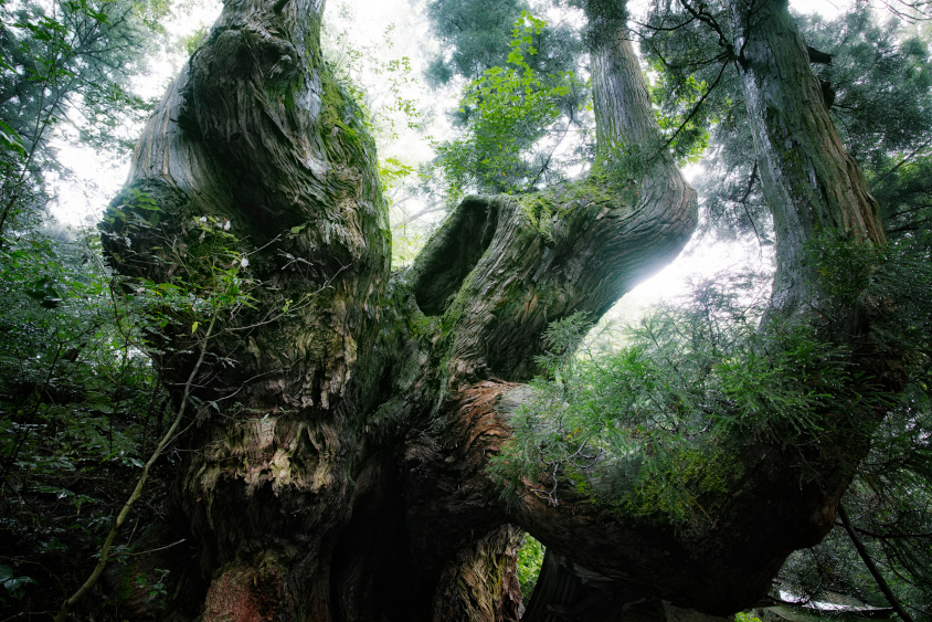 福井県の岩屋の大杉