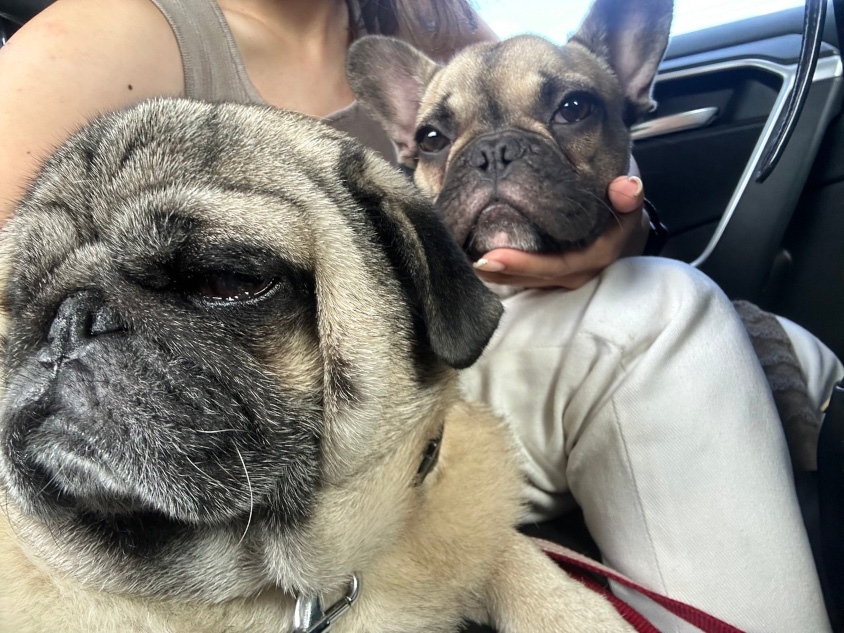 ヴォクシーのオーナーさんの愛犬