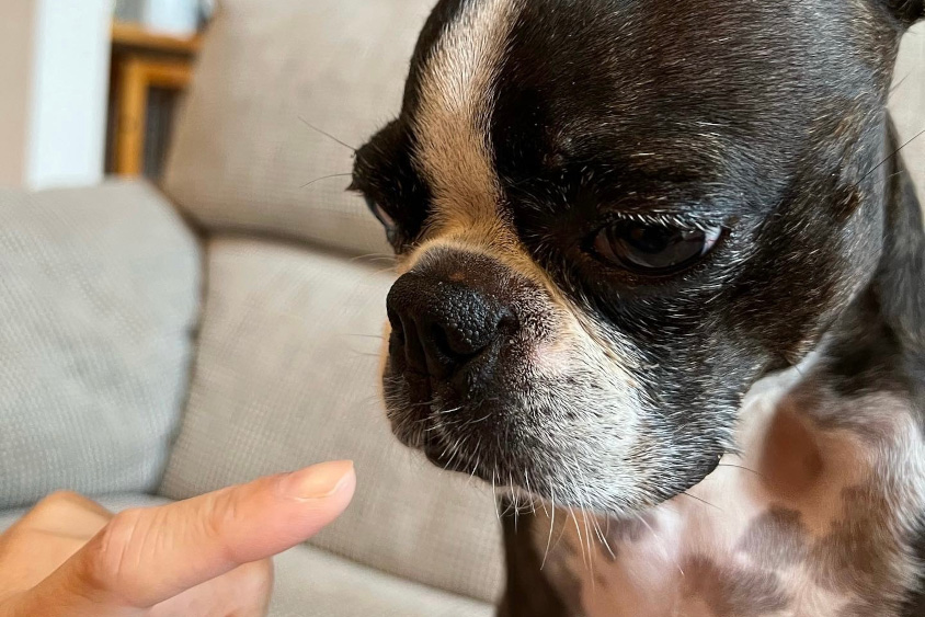 ボストンテリア