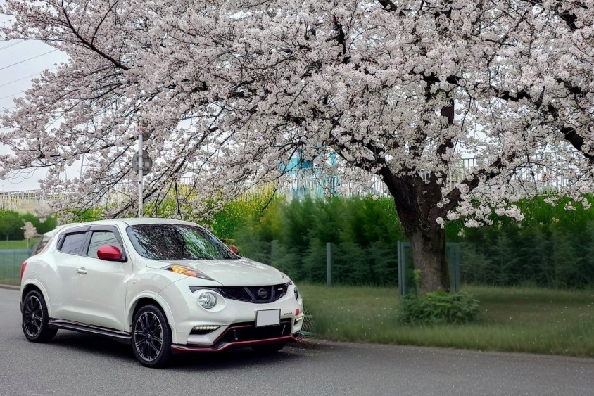 日産・ジュークと桜