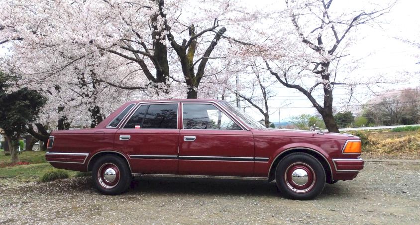 日産・グロリア（Y31）と桜
