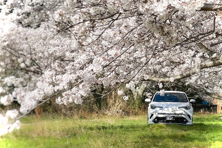 トヨタ・C-HRと桜
