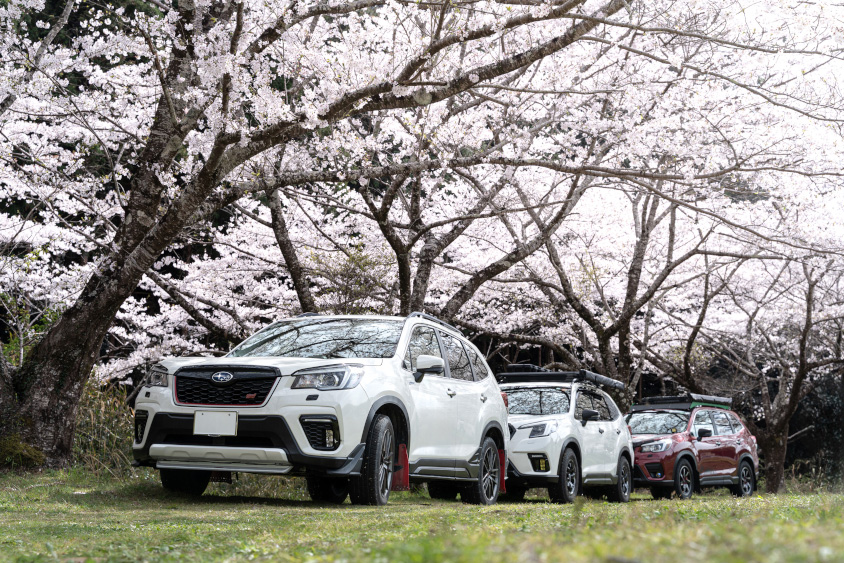 スバル・フォレスターと桜