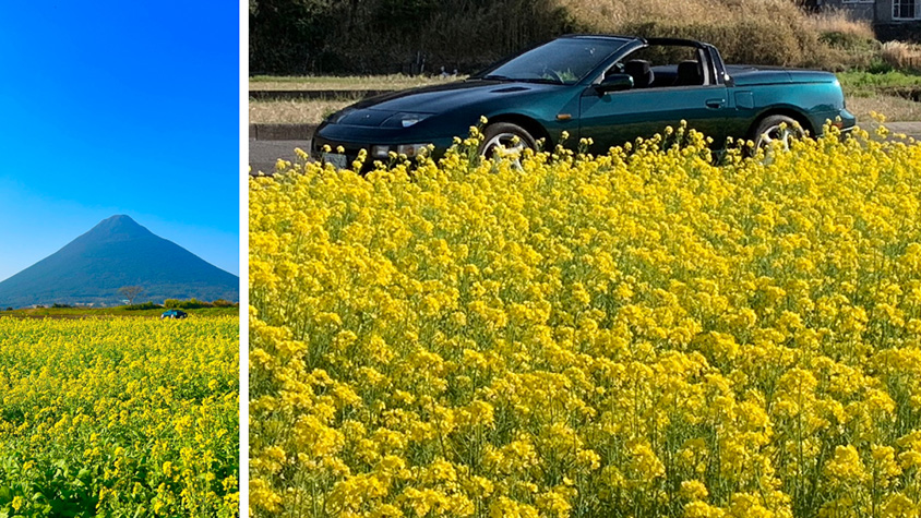 日産・フェアレディZコンバーチブル（Z32）と開聞岳と菜の花
