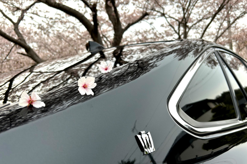 トヨタ・クラウンRSのボディに乗る桜の花