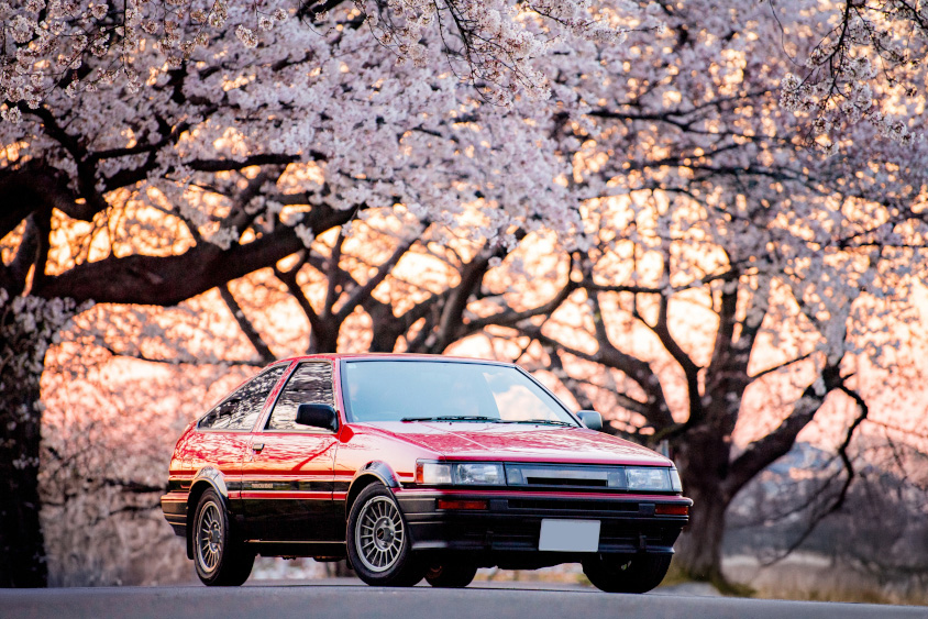 トヨタ・カローラレビン（AE86）と桜