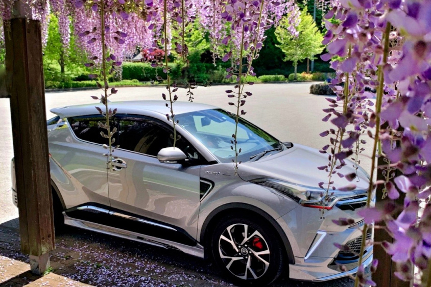 トヨタ・C-HRと藤の花