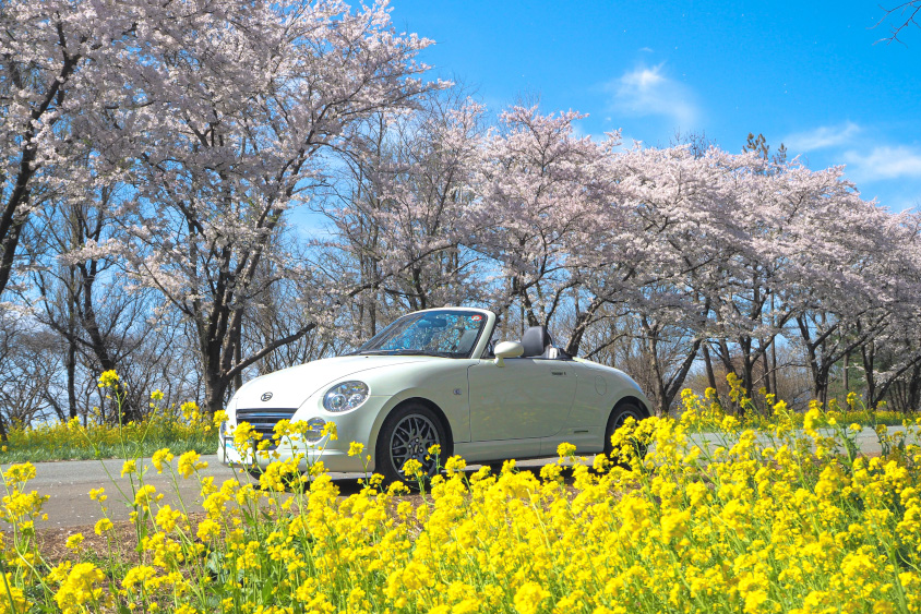 ダイハツ・コペンと桜と菜の花
