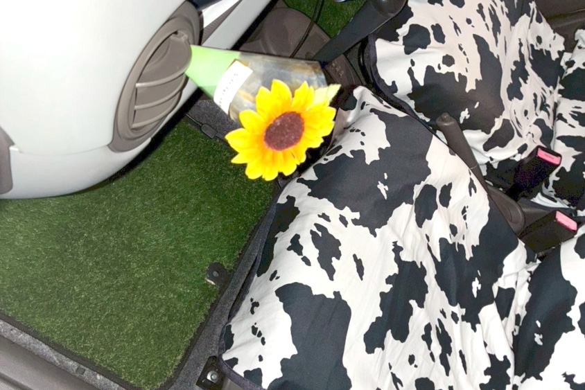 スズキ・アルトエコに置いた天然芝のフロアマットと牛柄のシートカバー
