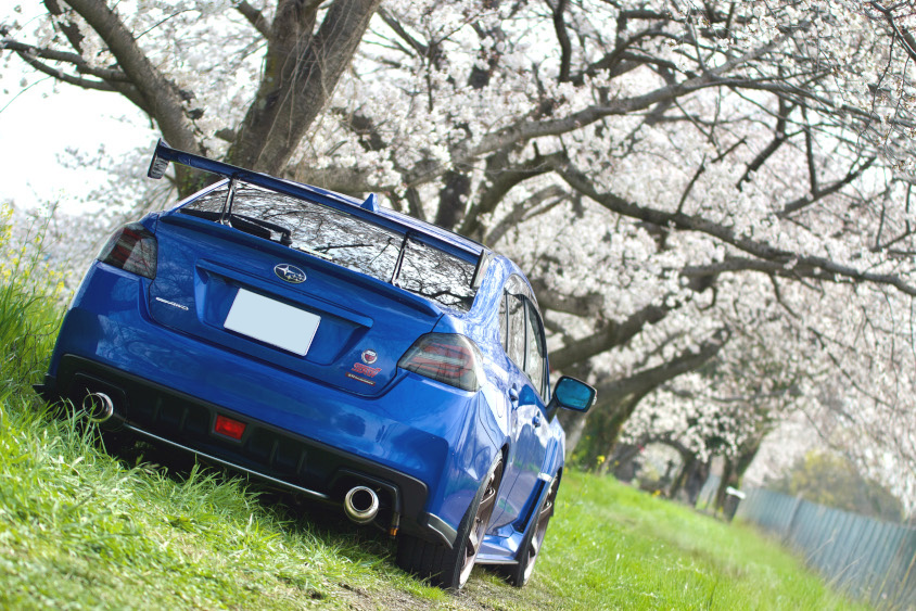 スバル・WRX STIと桜並木