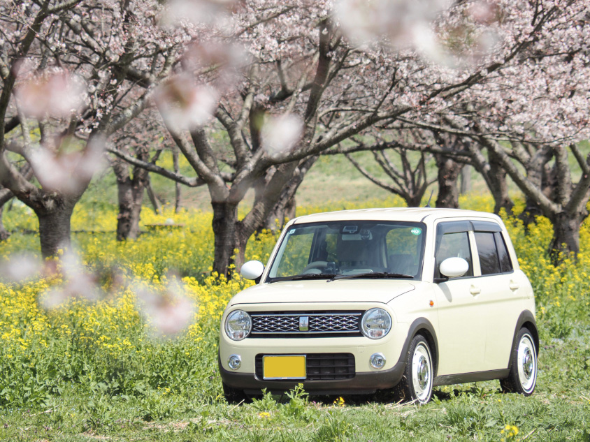 スズキ・アルト ラパンと桜と菜の花
