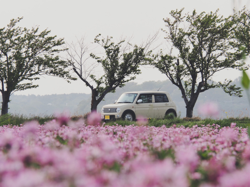 スズキ・アルト ラパンとピンクの花