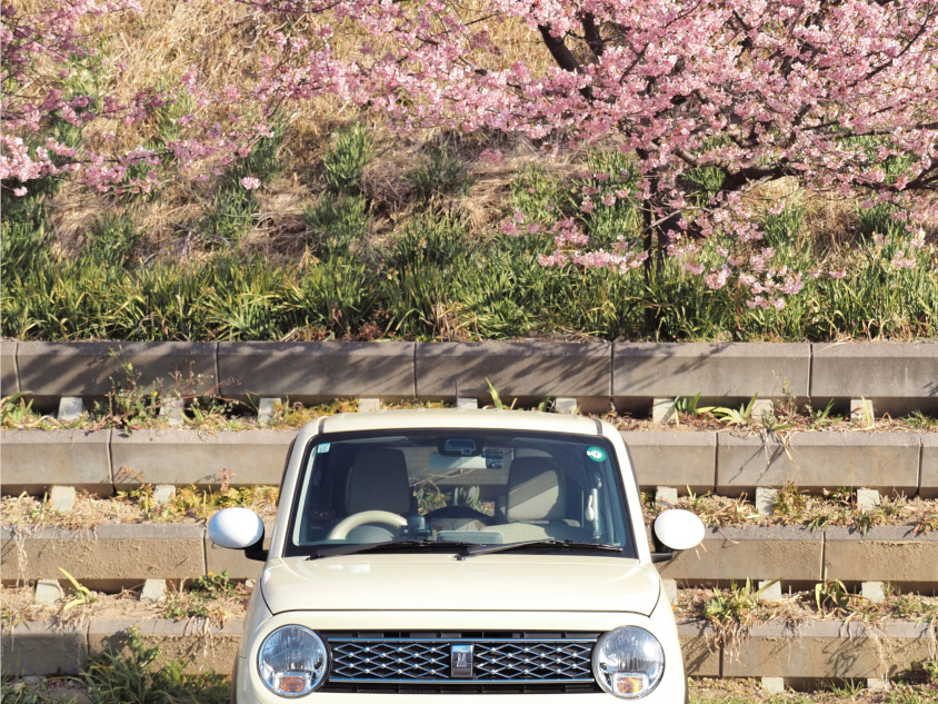 スズキ・アルト ラパンと桜