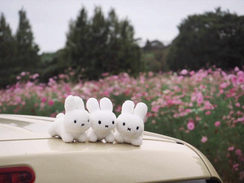 スズキ・アルト ラパンとウサギのぬいぐるみ