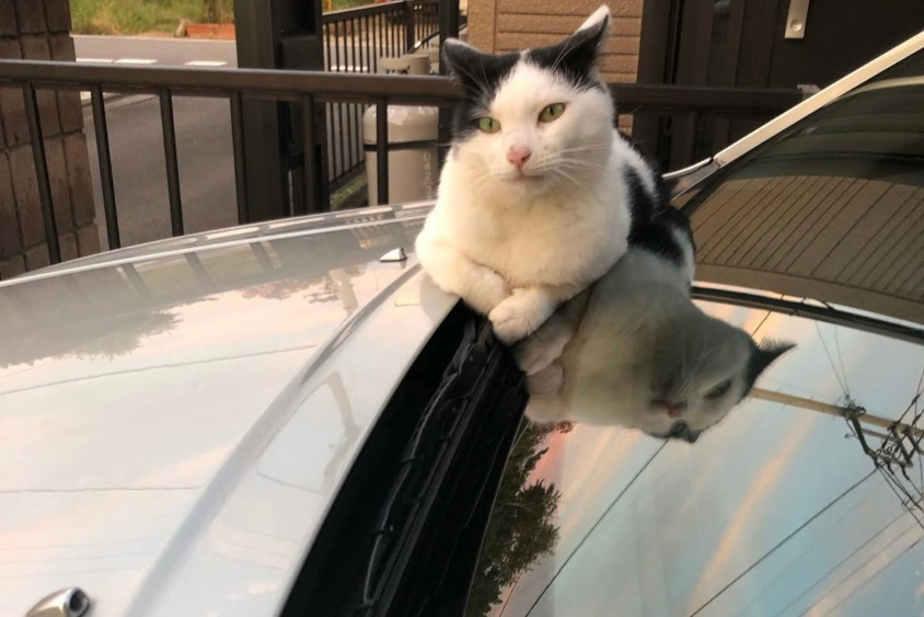 ヴェロッサとねこ