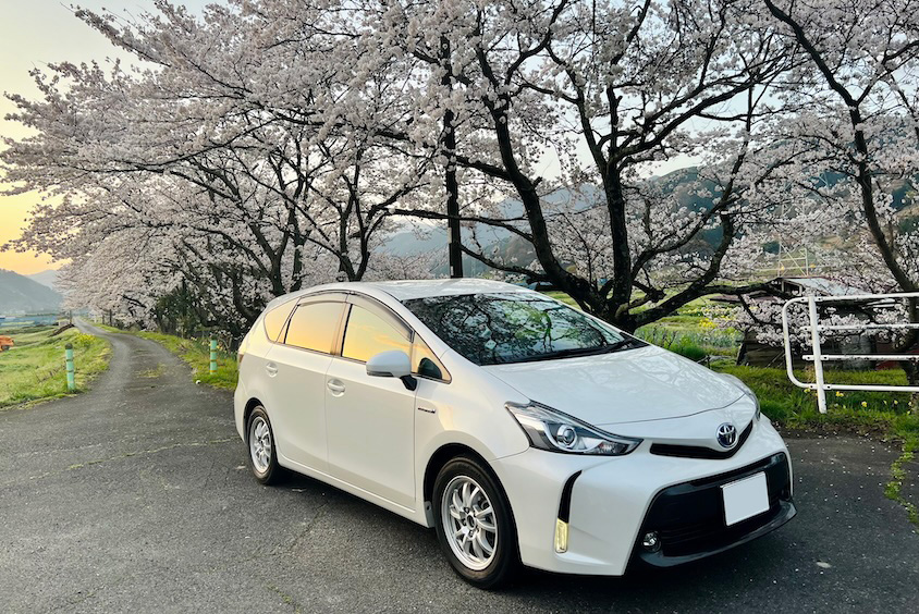 トヨタプリウスアルファと桜