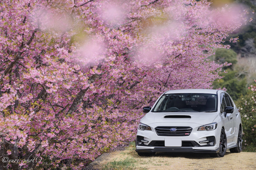 スバルレヴォーグと河津桜