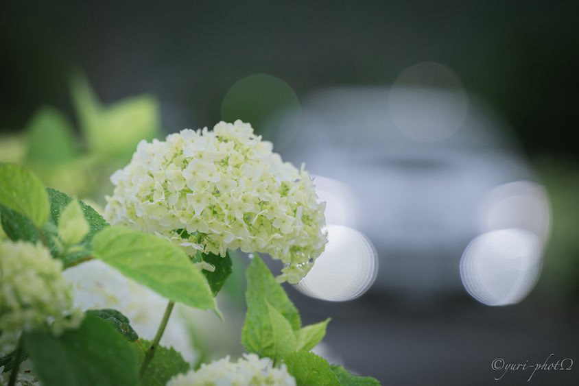 あじさいとスバルレヴォーグ