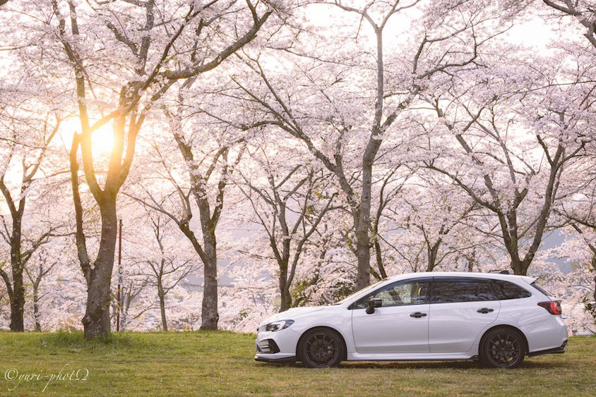 スバルレヴォーグと桜