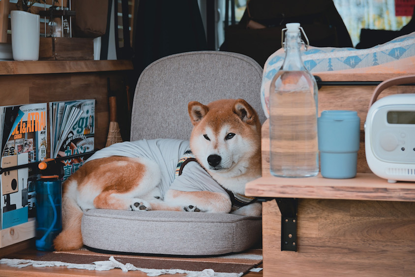 トヨタピクシスバンと愛犬