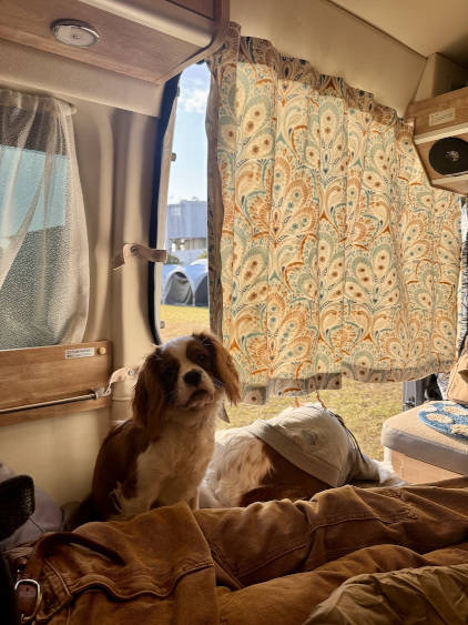 車室内の愛犬2頭イメージ