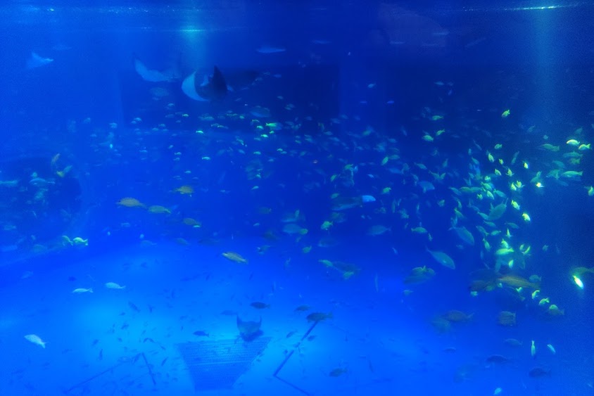 のとじま水族館水槽