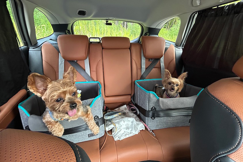 スバルアウトバックと愛犬たち