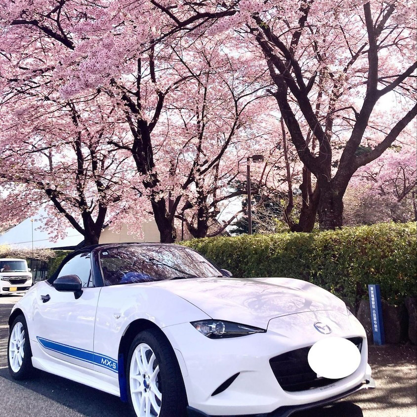 マツダロードスターと桜01