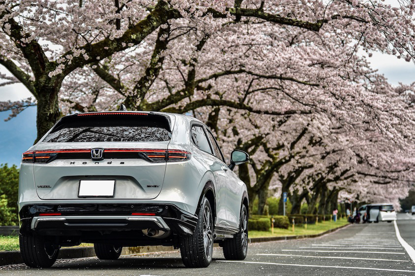 ホンダヴェゼルと桜並木