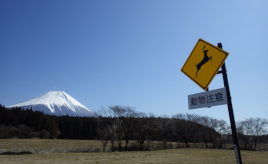 世界遺産で動物の交通事故が多発!?　建物がない博物館「富士山アウトドアミュージアム」の取り組み