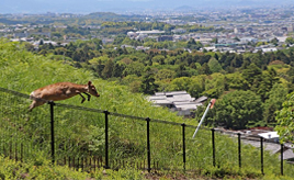 クルマも動物も守る！　ロードキルを防ぐための設備