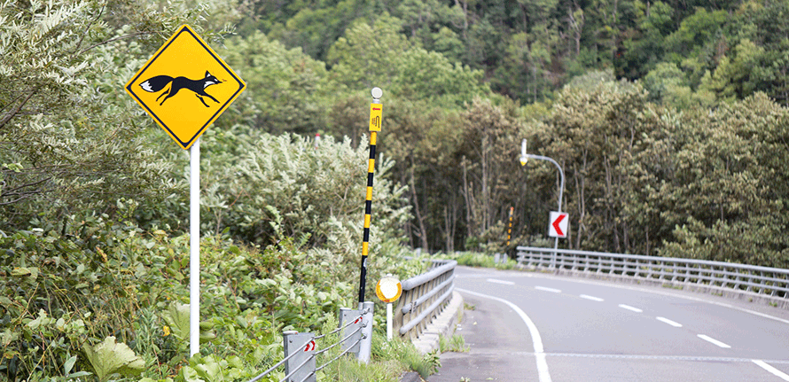 赤いきつねと緑のたぬきも！ 北海道の高速道路の動物注意看板まとめ