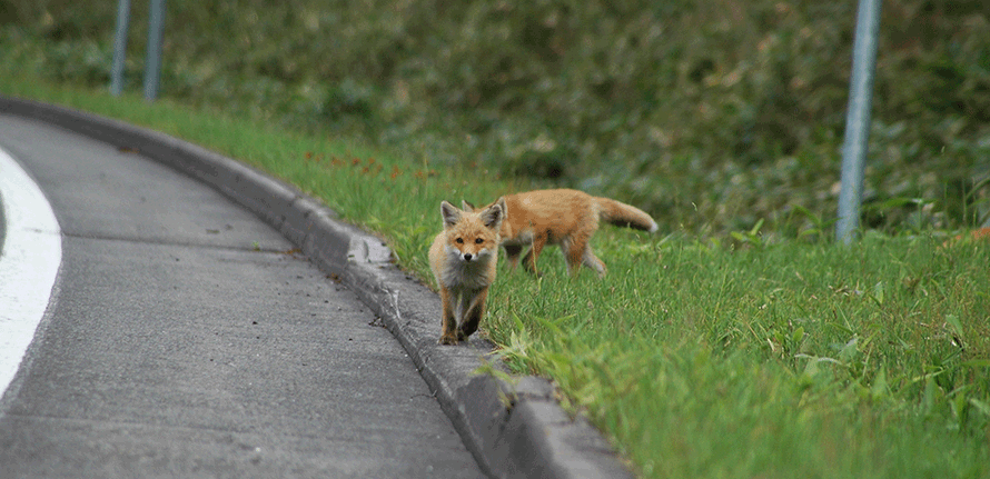 保険はどうなる 野生動物と接触事故を起こした時の対処方法 トヨタ自動車のクルマ情報サイト Gazoo