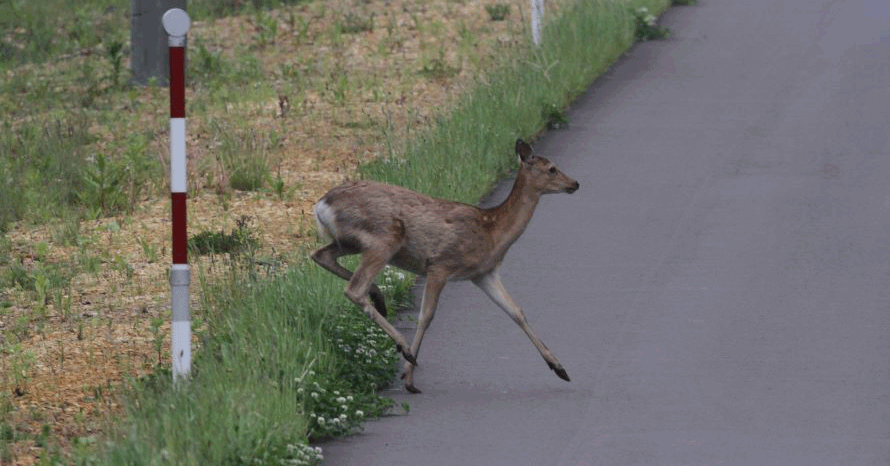 動物よけ警笛でシカの飛び出しは防げるか ニッポンレンタカー北海道 株 の取り組み トヨタ自動車のクルマ情報サイト Gazoo