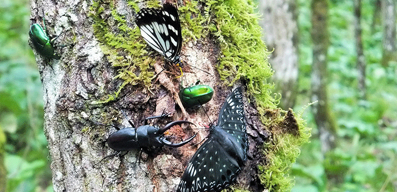 キッズが大歓声！クワガタの採集と飼育を体験できるドライブ 鹿児島県
