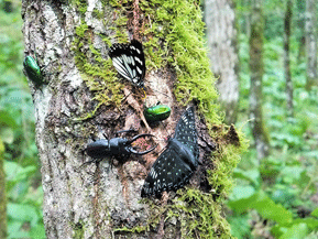 クラフト昆虫 里山の夏No.3 クラフトクワリウム 木製ベース クラフト昆虫 里山の夏No.3 クラフトクワリウム 木製ベース