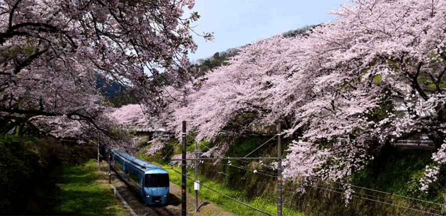【神奈川県近郊は送料無料】桜と寺院を描いたリトグラフ限定版 439/500 facebook.png?rev=