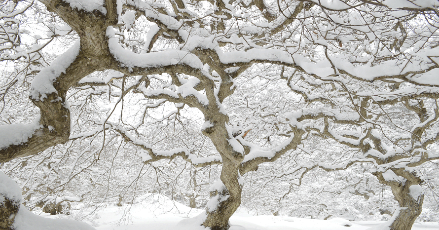 雪の積もるテングシデや露天の雪見風呂 冬景色に出会うドライブ 広島県北広島町 トヨタ自動車のクルマ情報サイト Gazoo