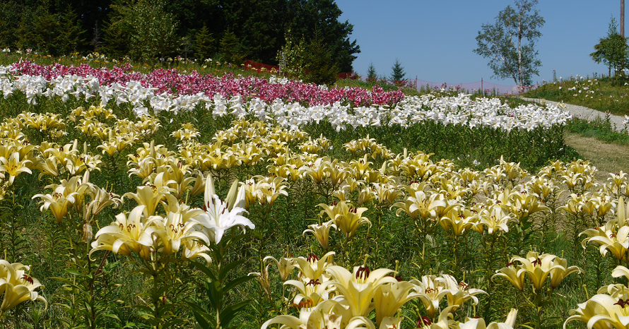 国内最大級！400万輪のユリの花が咲き誇るハンターマウンテンへ