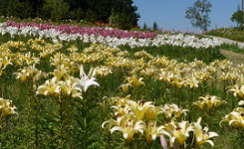 国内最大級 400万輪のユリの花が咲き誇るハンターマウンテンへドライブ 栃木県那須塩原市 トヨタ自動車のクルマ情報サイト Gazoo