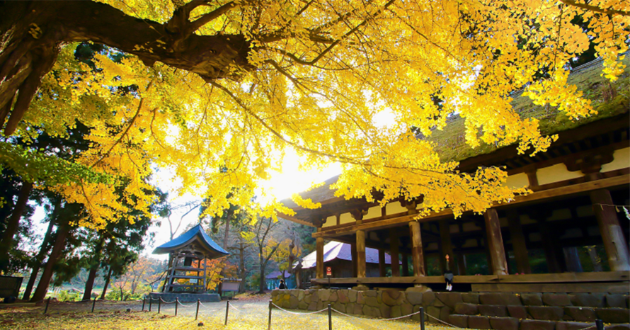 黄金色に輝くイチョウの大木は圧巻！新宮熊野神社へドライブ 福島県