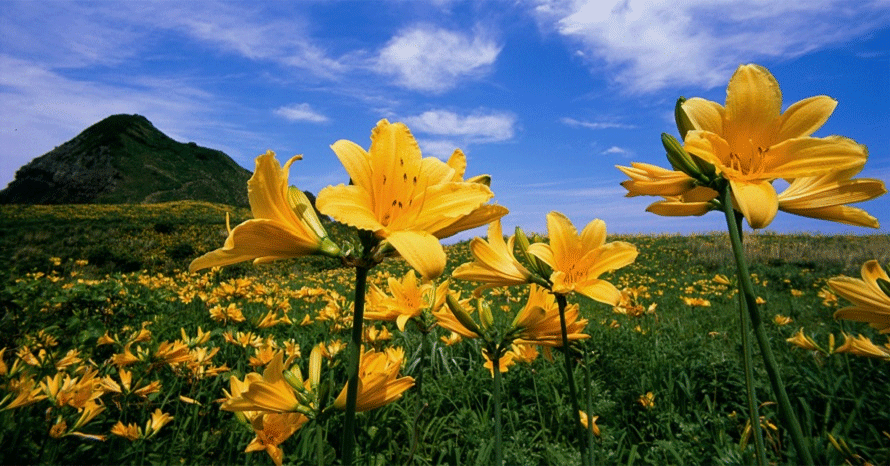 山野草 カムチャツカ産 ウルップソウ 大株 facebook.png?rev=