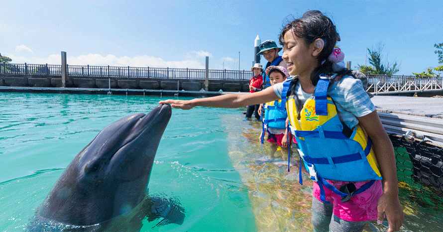 イルカと遊べるドルフィンプログラムを体験しよう！マリンレジャーを