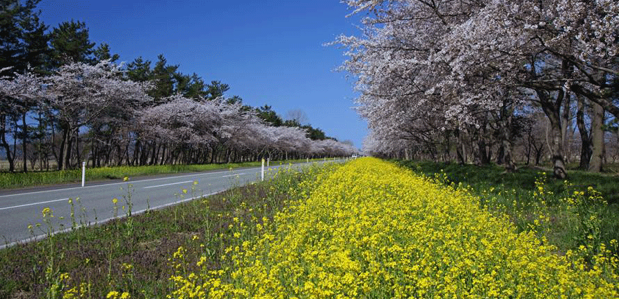 絶景ドライブルート 菜の花と桜が沿道を彩るフラワーロード 秋田県大潟村 | トヨタ自動車のクルマ情報サイト‐Gazoo