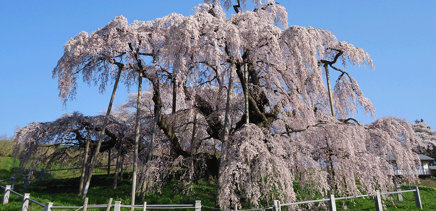 樹齢1000年超えの巨大な桜！日本三大桜の一つを見に行こう 福島県三