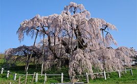 樹齢1000年超えの巨大な桜！日本三大桜の一つを見に行こう 福島県三